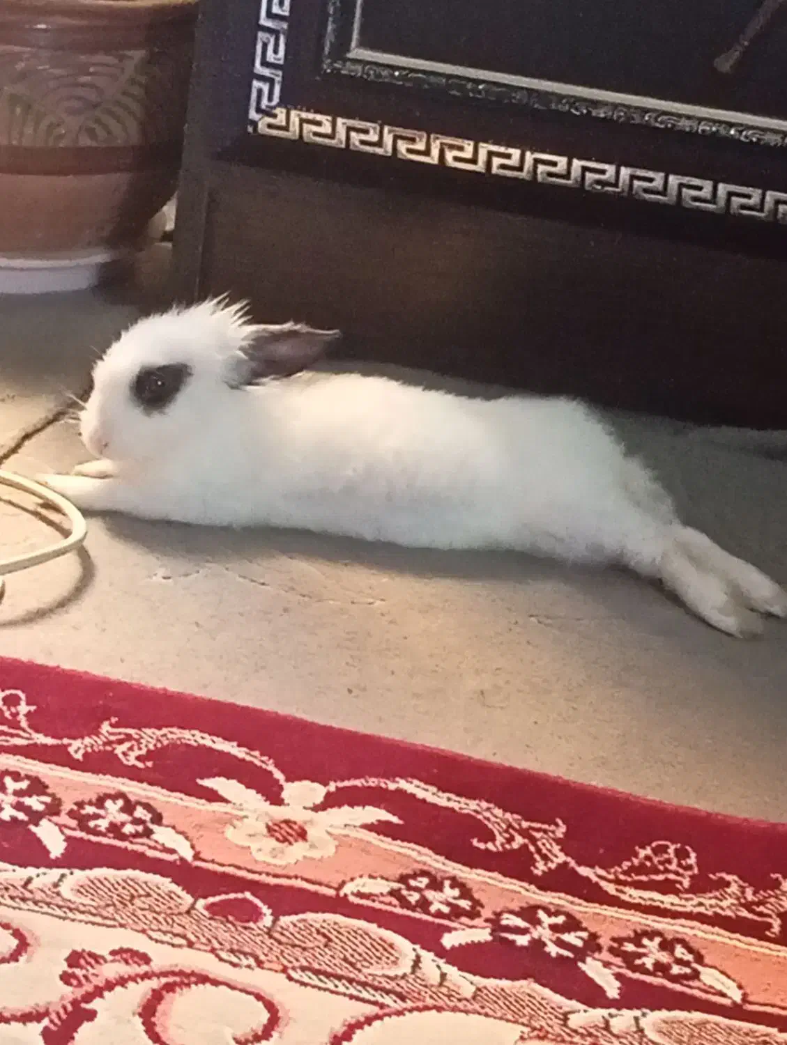 یک خرگوش باهوش|موش و خرگوش|تبریز, |دیوار