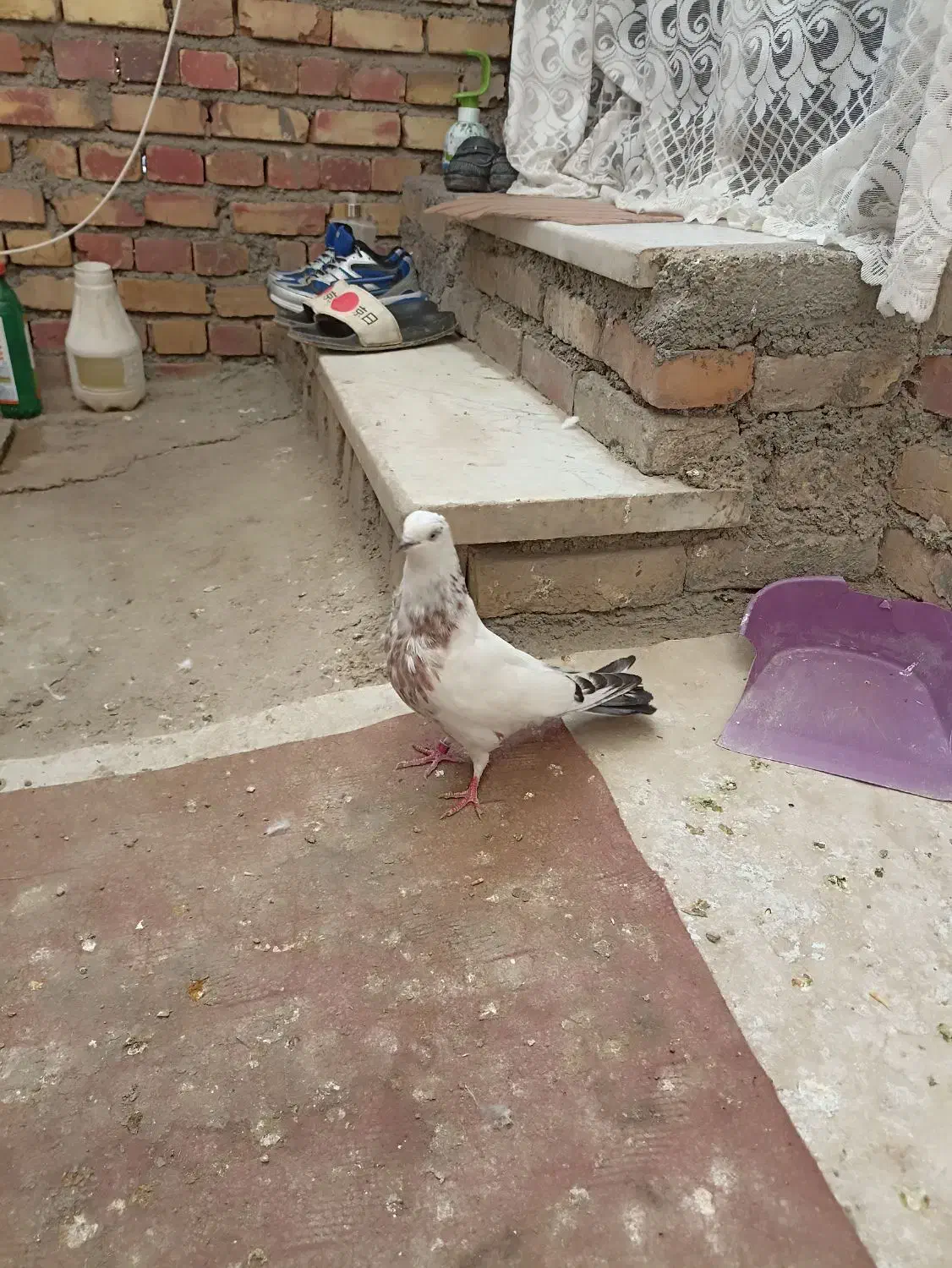 کبوتر گرفتنی|پرنده|ارومیه, |دیوار