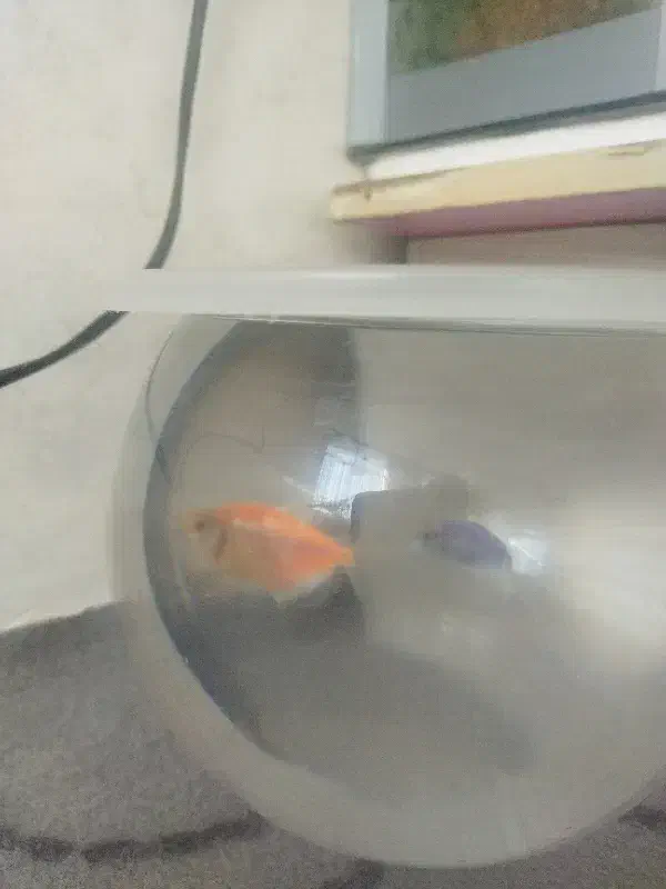 ماهی|ماهی|اردبیل, |دیوار