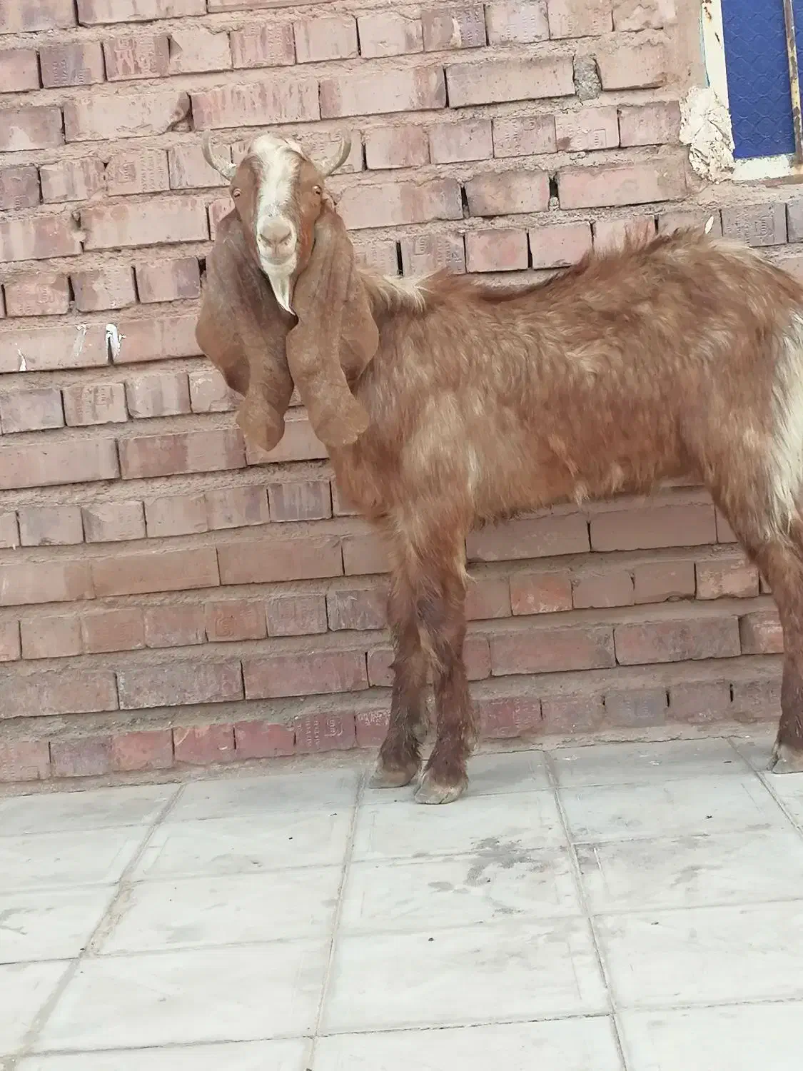 کره پاکستانی اصل اصل|حیوانات مزرعه|کرمان, |دیوار