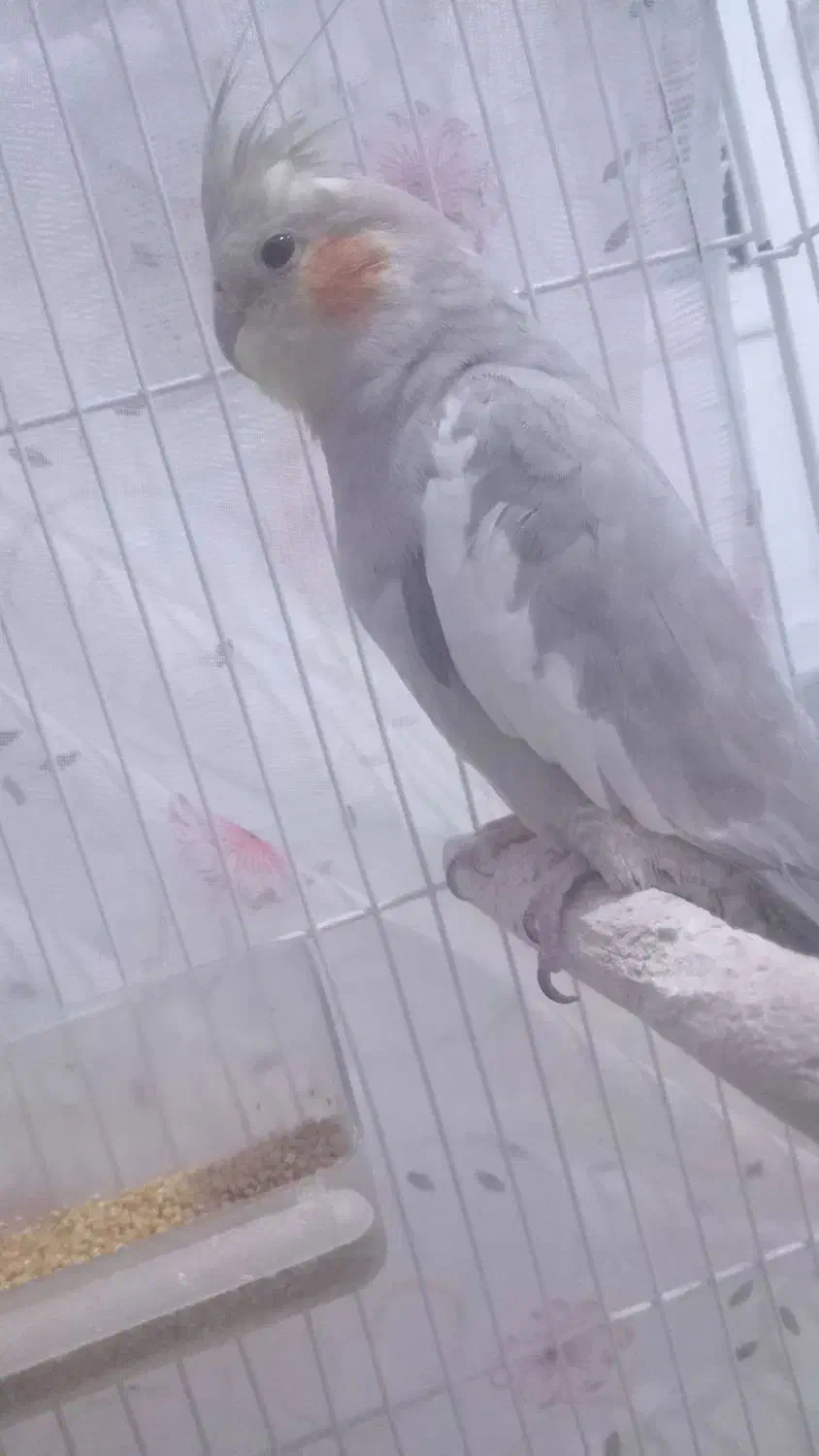 عروس هلندی نر و ماده|پرنده|گل تپه, |دیوار