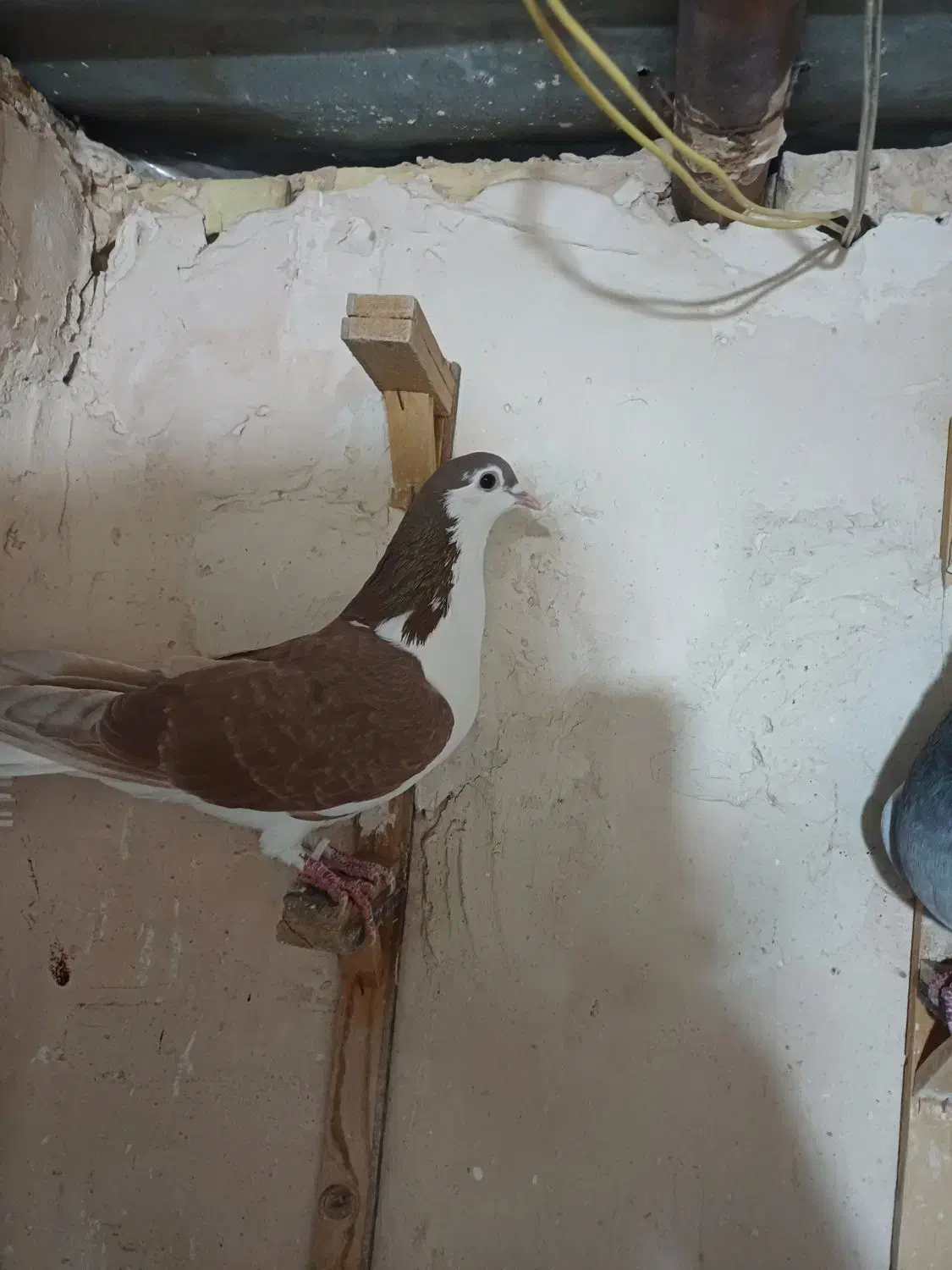 کبوتر|پرنده|مشهد, کلاته برفی|دیوار