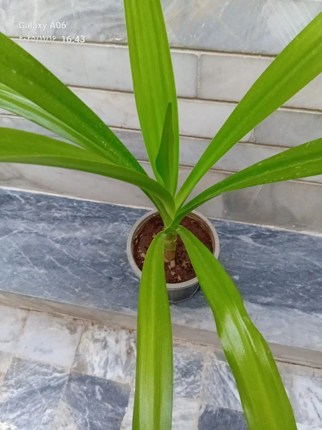 گل طبیعی|گل و گیاه طبیعی|کرمانشاه, |دیوار