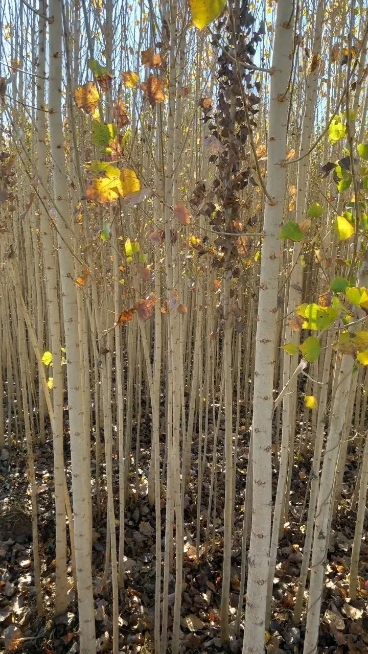 فروش نهال صنوبر ترکیه و کبود|گل و گیاه طبیعی|ساری, |دیوار