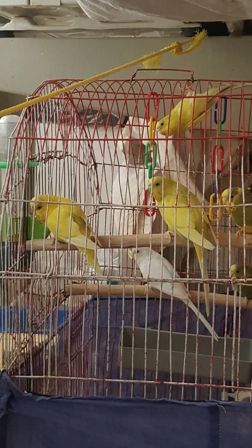 مرغ عشق|پرنده|تهران, ارم|دیوار