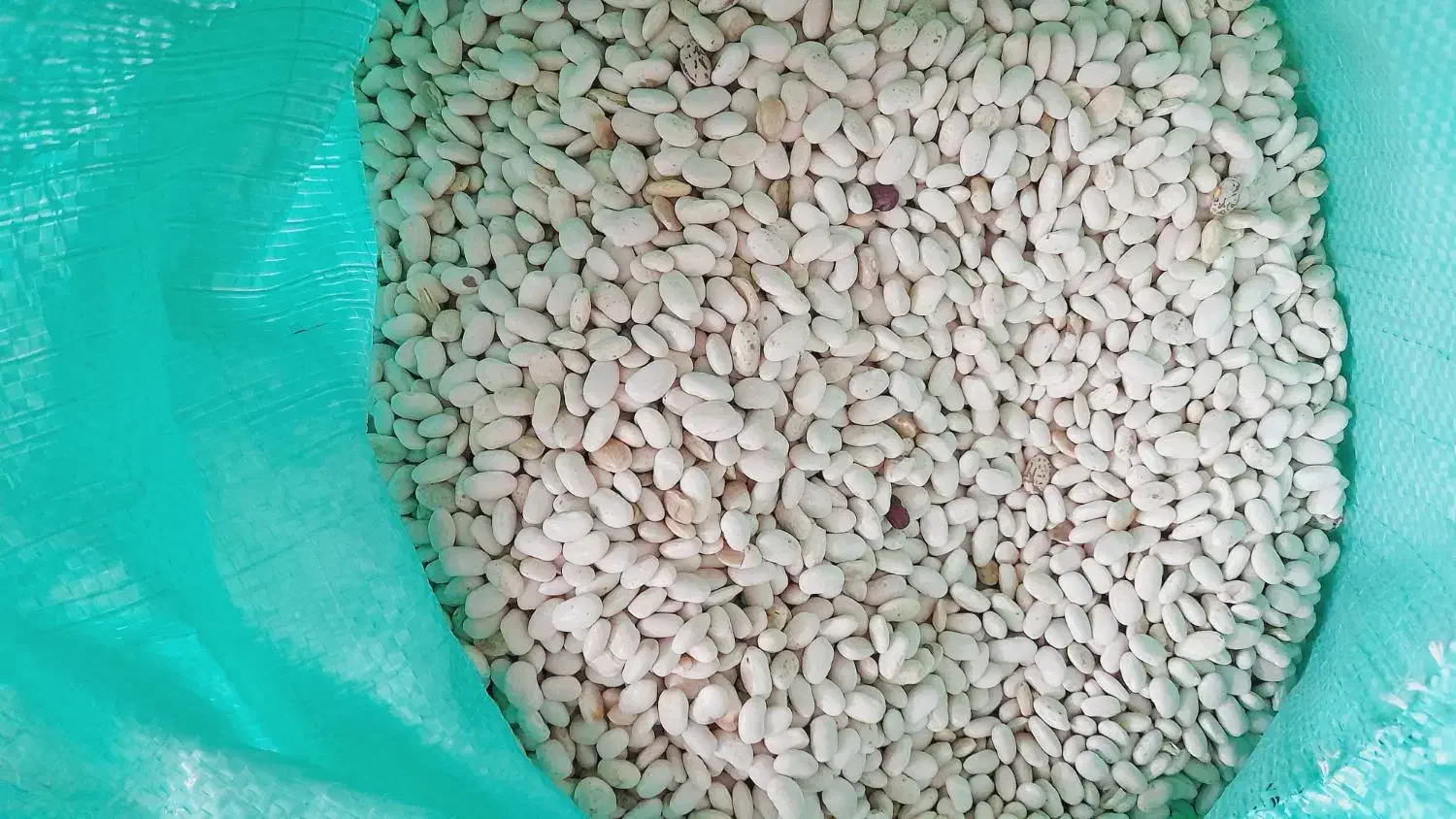 لوبیا سفید درجه ۱|خوردنی و آشامیدنی|خانمیرزا, |دیوار