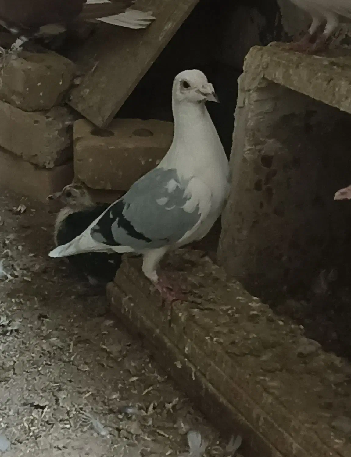 سار هفت رنگ و سار سبز .|پرنده|تایباد, |دیوار