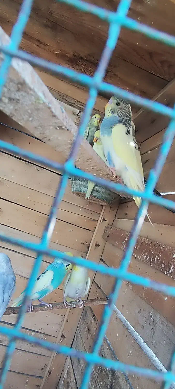 مرغ عشق خاص در رنگهای مختلف و قیمت مناسب|پرنده|پلان, |دیوار