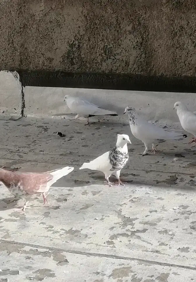 طوقی خال قدیم الماسی|پرنده|سنندج, |دیوار