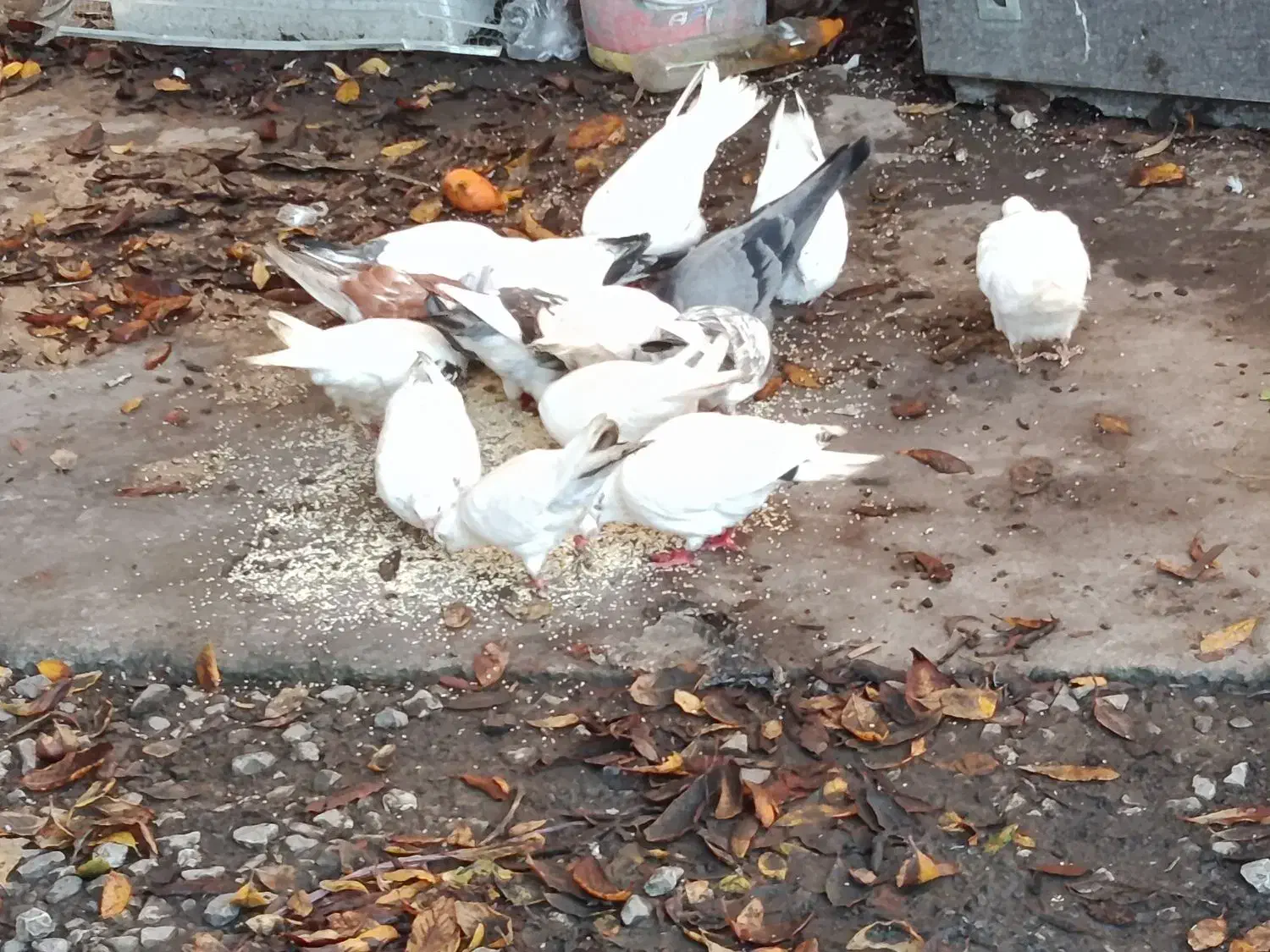 کبوتر|پرنده|چالوس, |دیوار