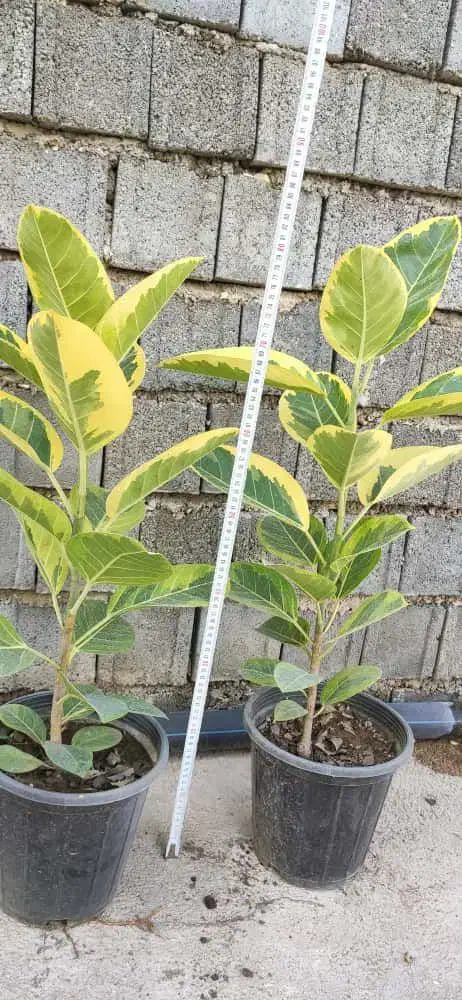 فیکوس التیسما و شرابی|گل و گیاه طبیعی|نکا, |دیوار