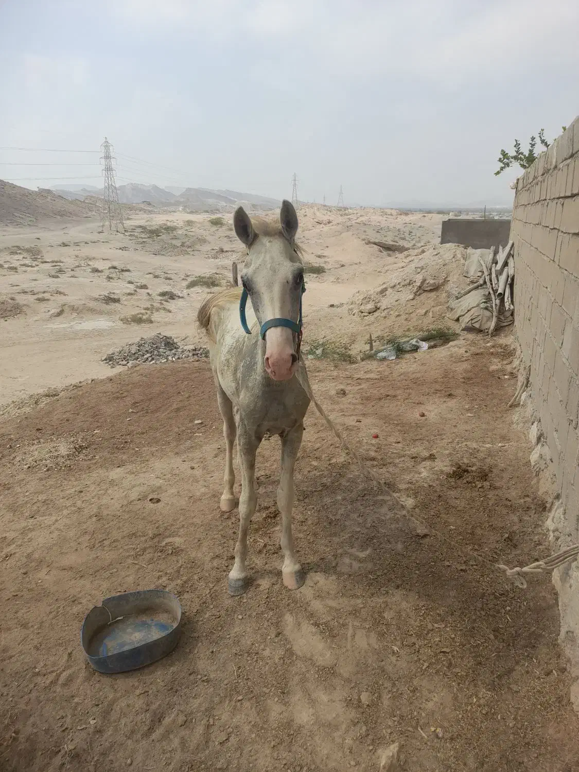 اسب|اسب و تجهیزات اسب‌سواری|قشم, |دیوار