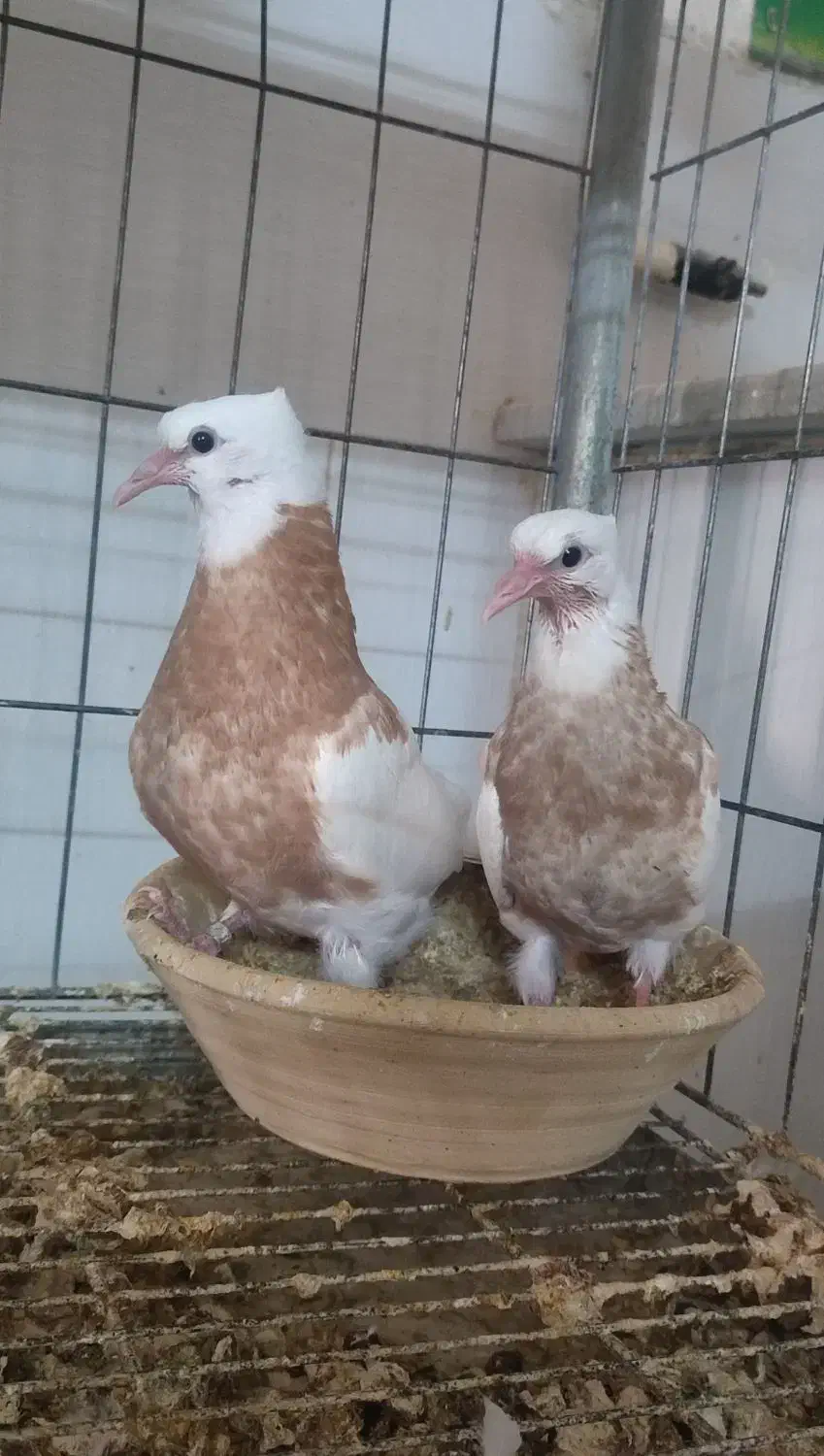 طوقی کرمانشاهی زرد خال سیاه|پرنده|اردکان, |دیوار