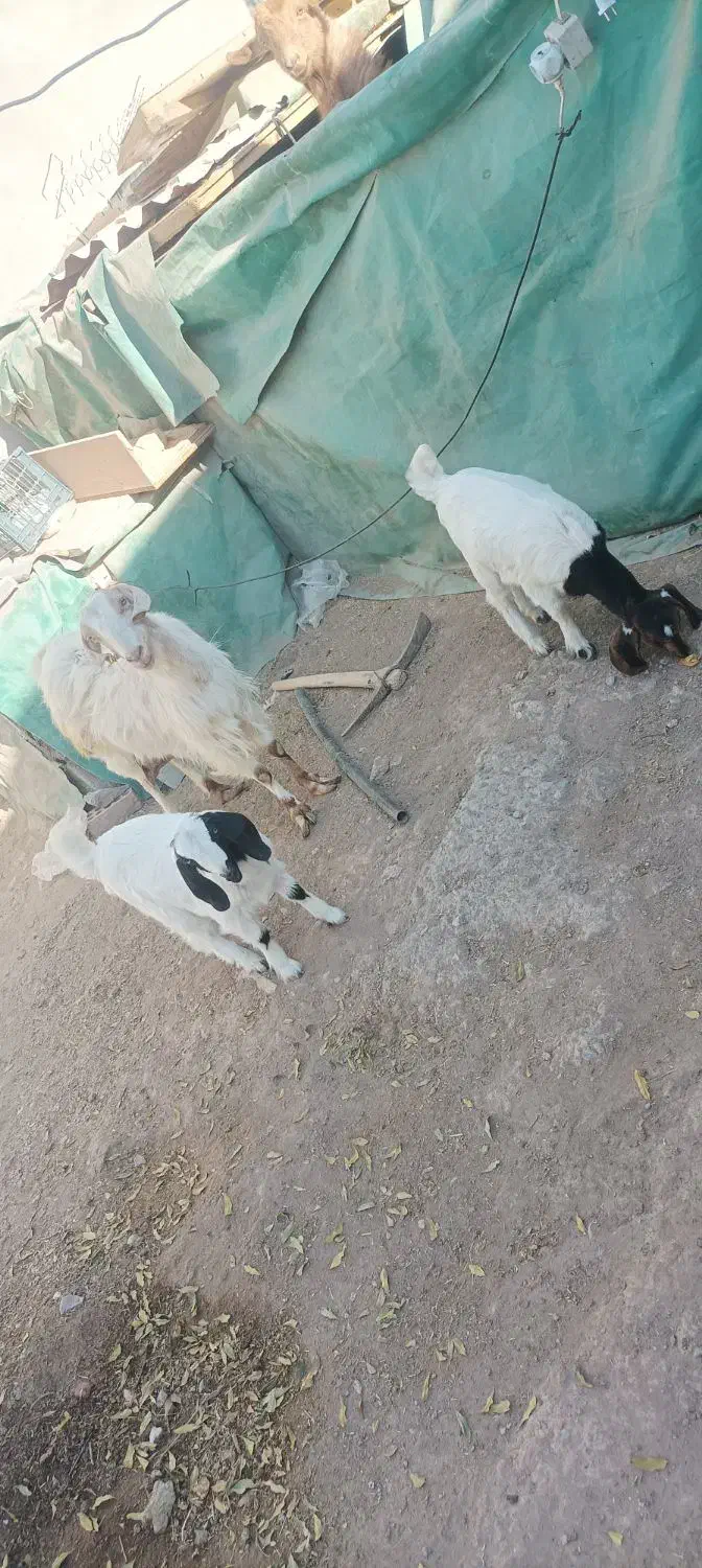 بز با دو کره ماده|حیوانات مزرعه|کرمان, |دیوار