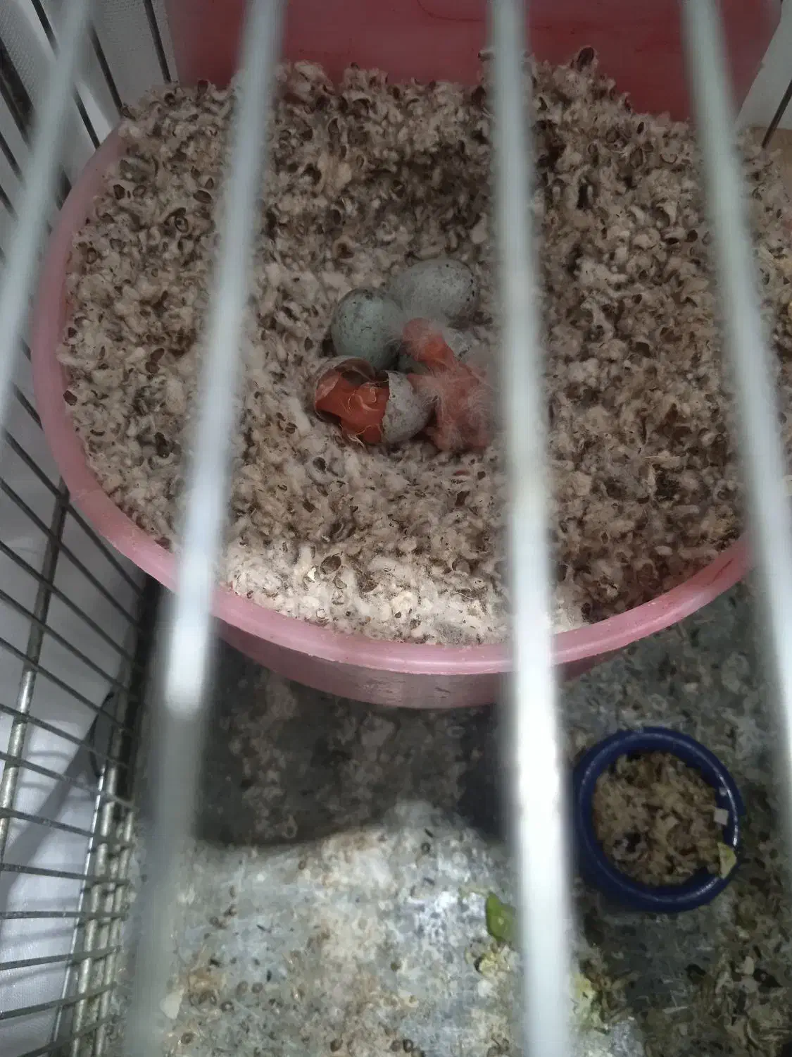 جوجه سهره قناری|پرنده|تهران, جوادیه تهرانپارس|دیوار