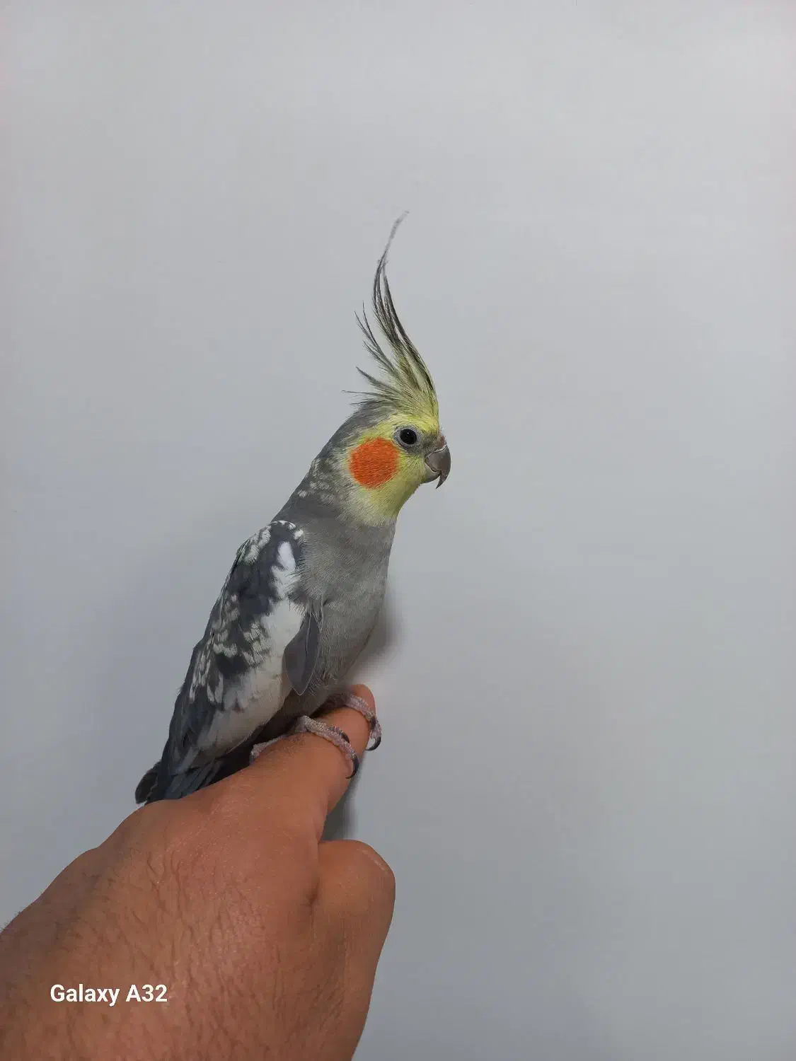 عروس هلندی سخنگو|پرنده|دیلم, |دیوار