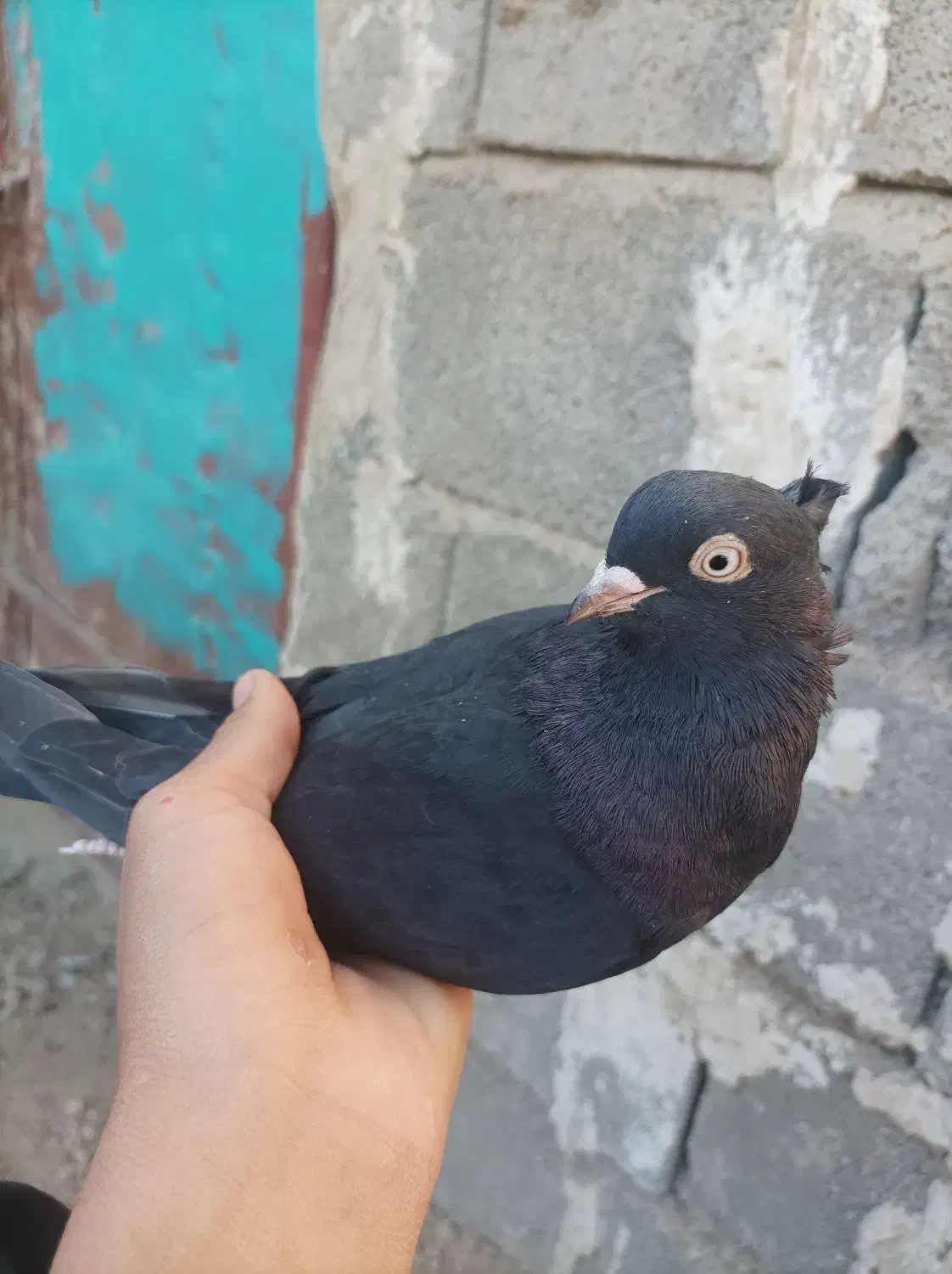 کبوتر|پرنده|ایذه, |دیوار