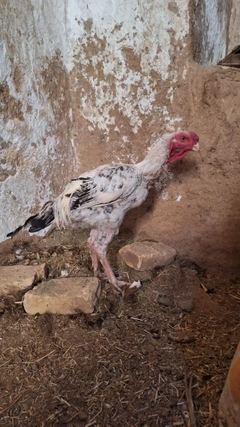 مرغ خروس نوک طوطی اصیل|حیوانات مزرعه|سلامی, |دیوار