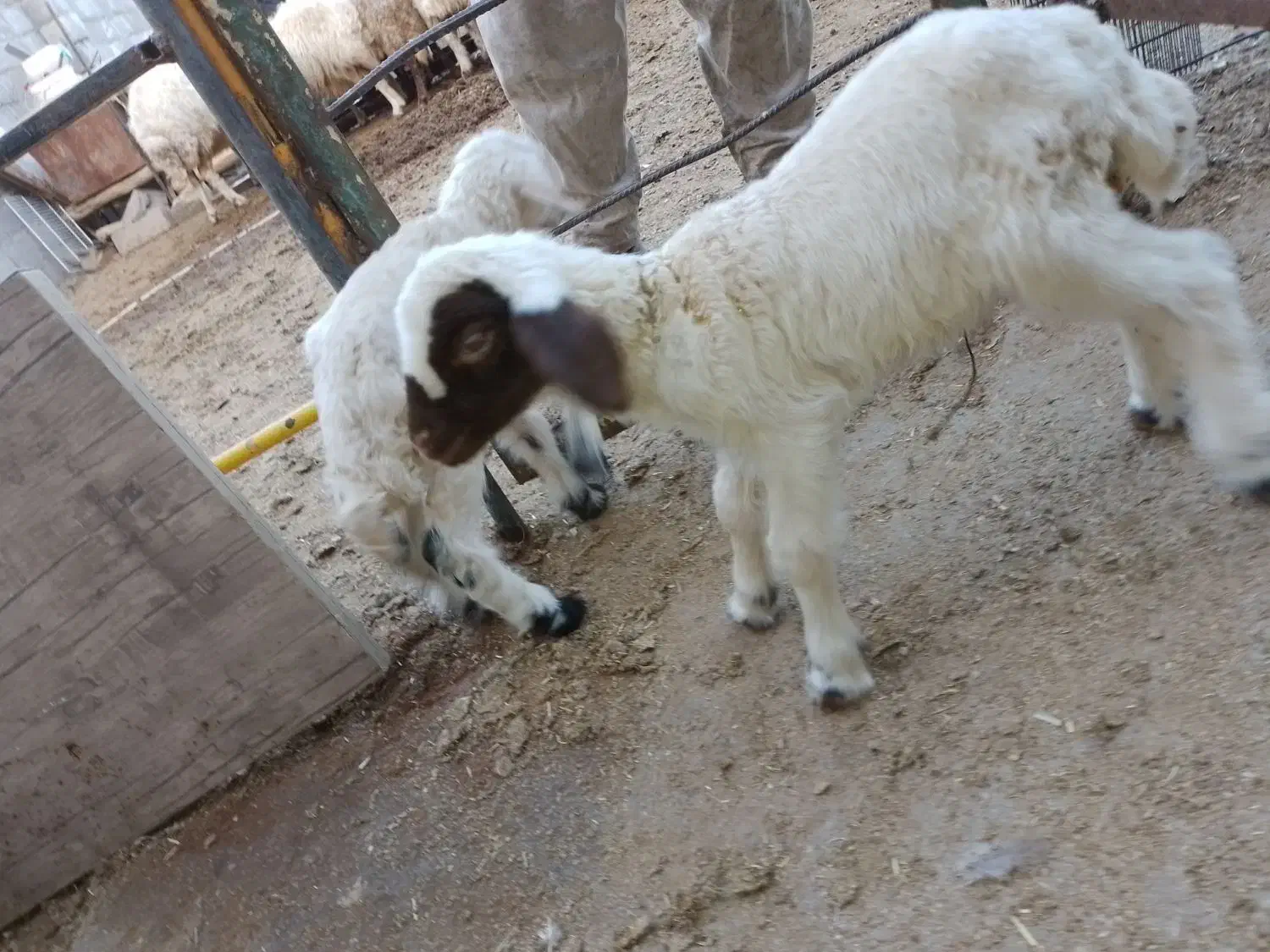 بره شیری نر|حیوانات مزرعه|کرمانشاه, |دیوار