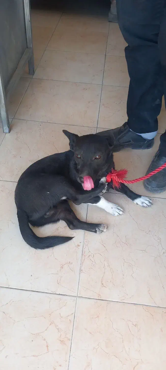 مجسمه سگ اشپیتزل پاکوتاه|سگ|هشتگرد, شهرک سهیلیه|دیوار