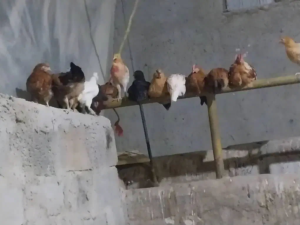 خروس و مرغ محلی به همراه جوجه|حیوانات مزرعه|الیگودرز, |دیوار