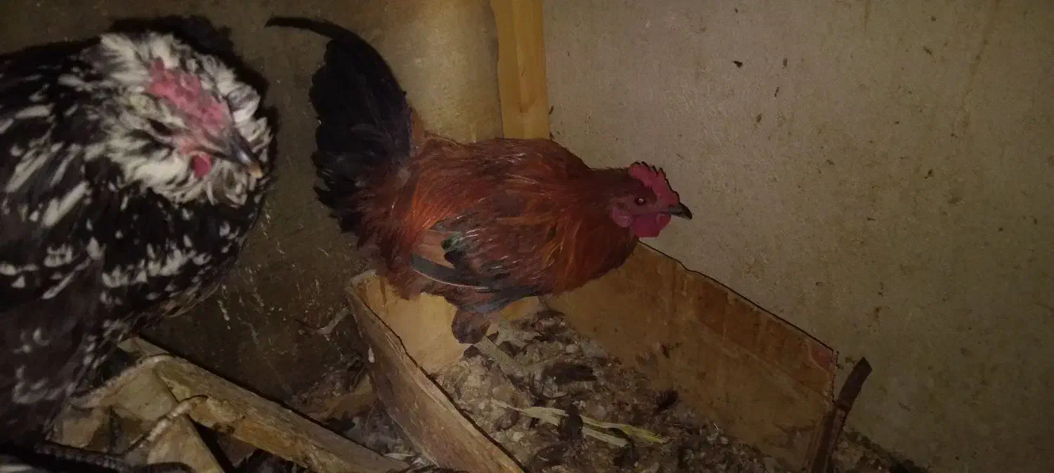 خروس|حیوانات مزرعه|اصفهان, حصه جنوبی|دیوار