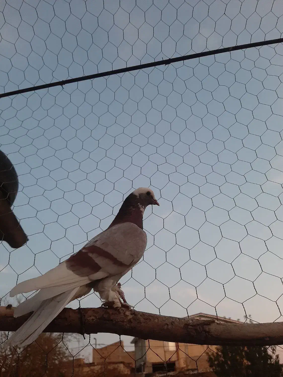 کبوتر اوچان|پرنده|قشلاق دشت, |دیوار