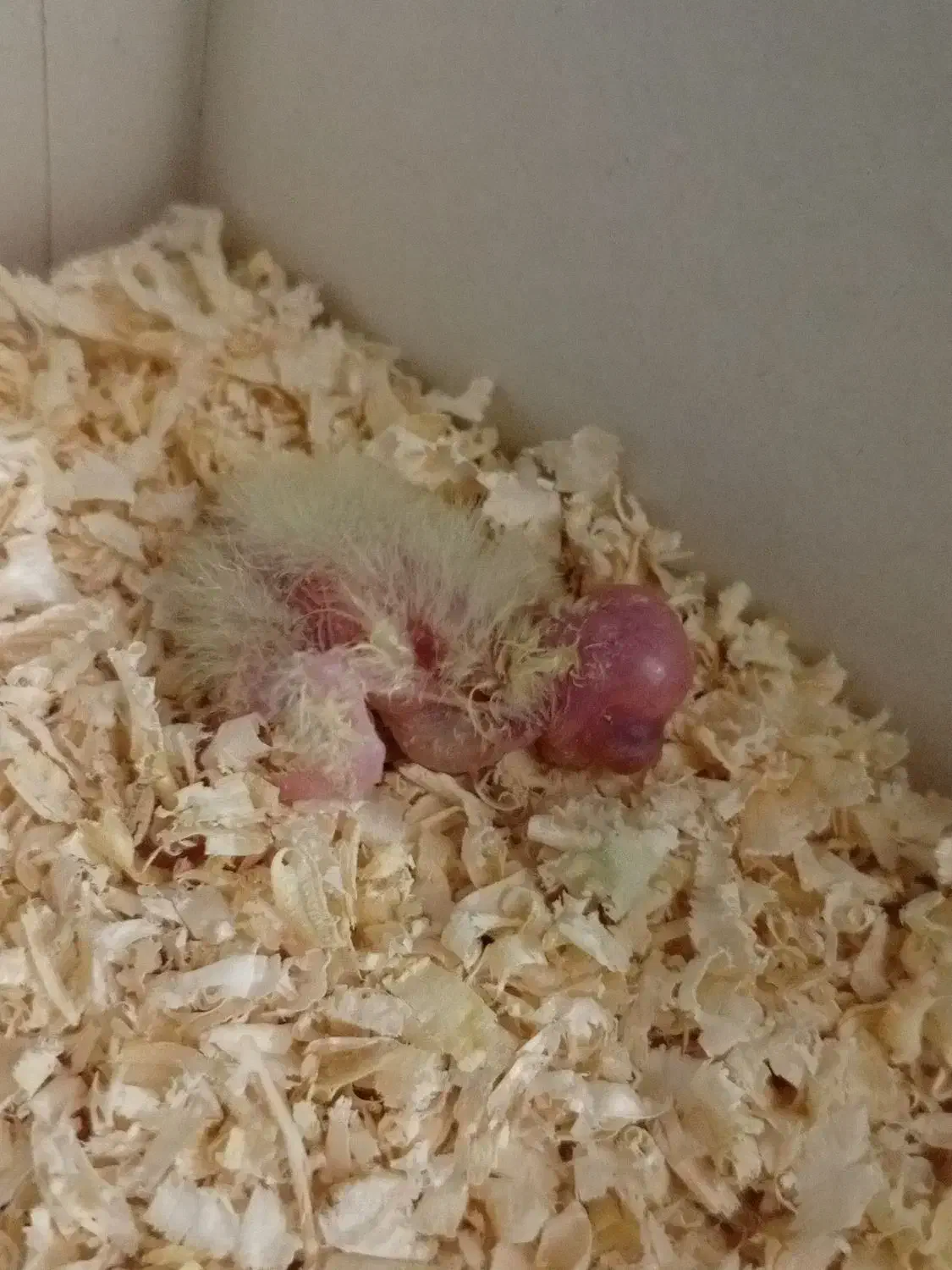 جوجه عروس هلندی|پرنده|باقرشهر, |دیوار