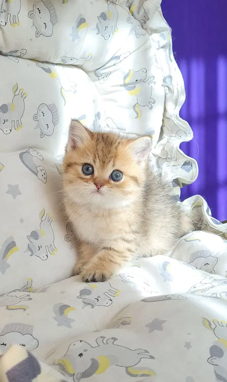 بریتیش شورت هیر|گربه|تهران, شهرک آزمایش|دیوار