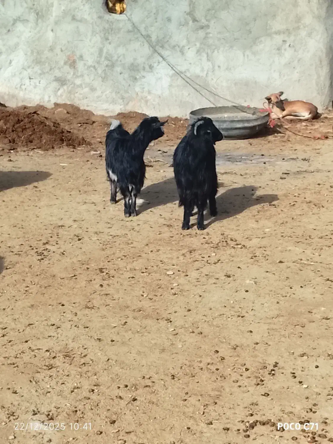 بز ماده|حیوانات مزرعه|شیرین‌سو, |دیوار