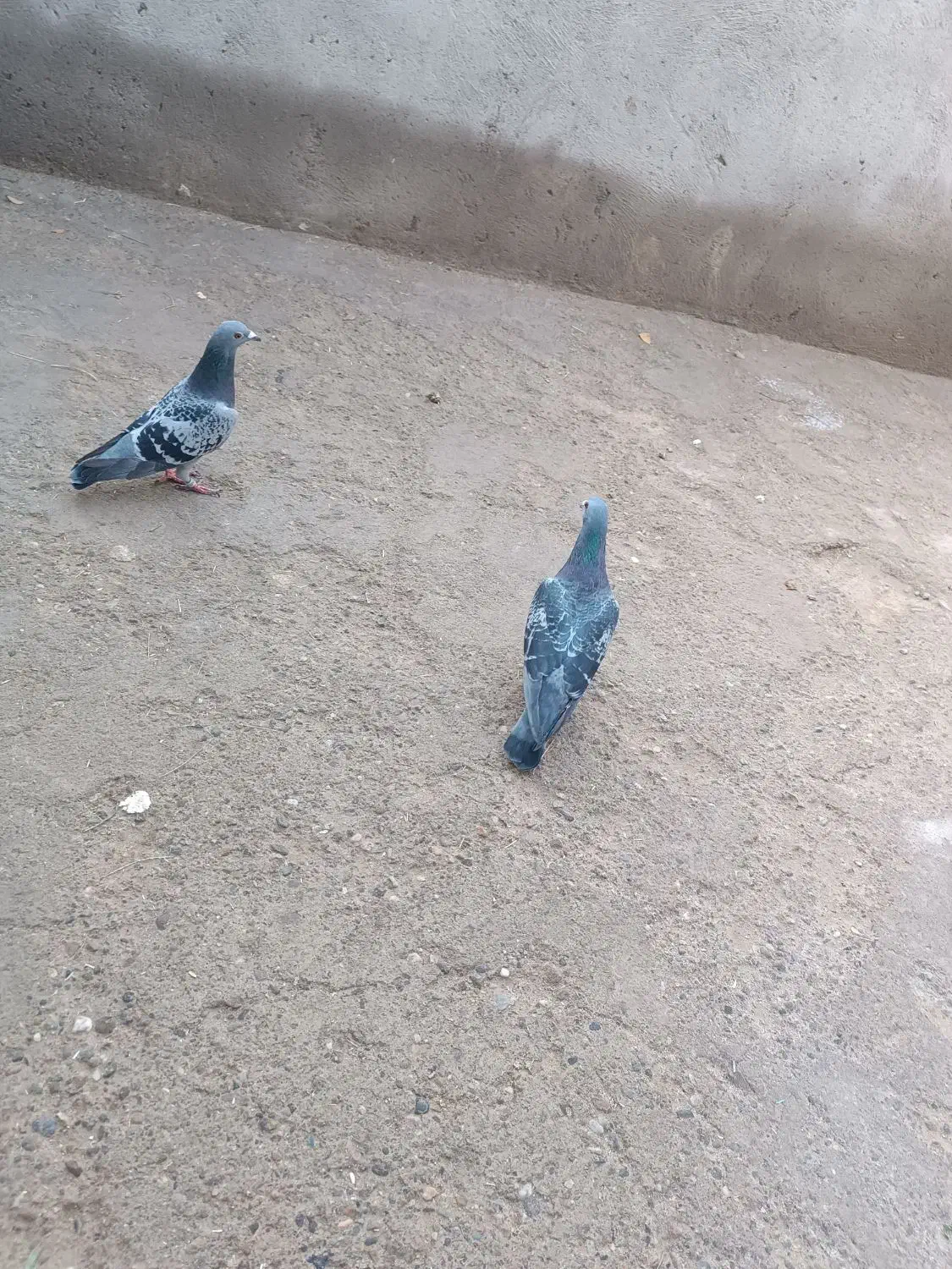 یک‌جفت‌کبوتر‌پلاکی‌|پرنده|بناب, |دیوار