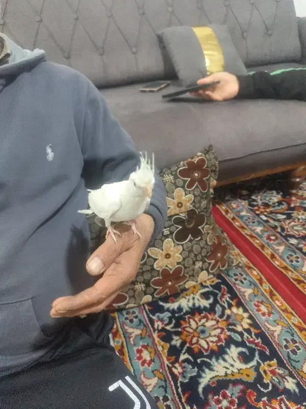 3عدد عروس هلندی|پرنده|قوچان, |دیوار