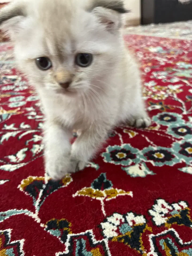 گربه سیلور اسکاتیش|گربه|شیراز, سعدیه شمالی|دیوار