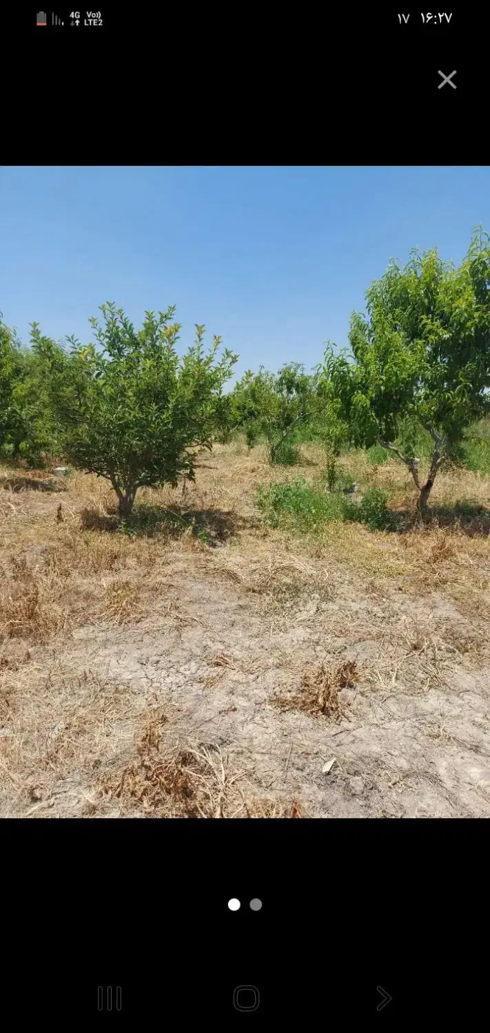 باغچه در جمال آباد|فروش زمین و ملک کلنگی|انزل, |دیوار