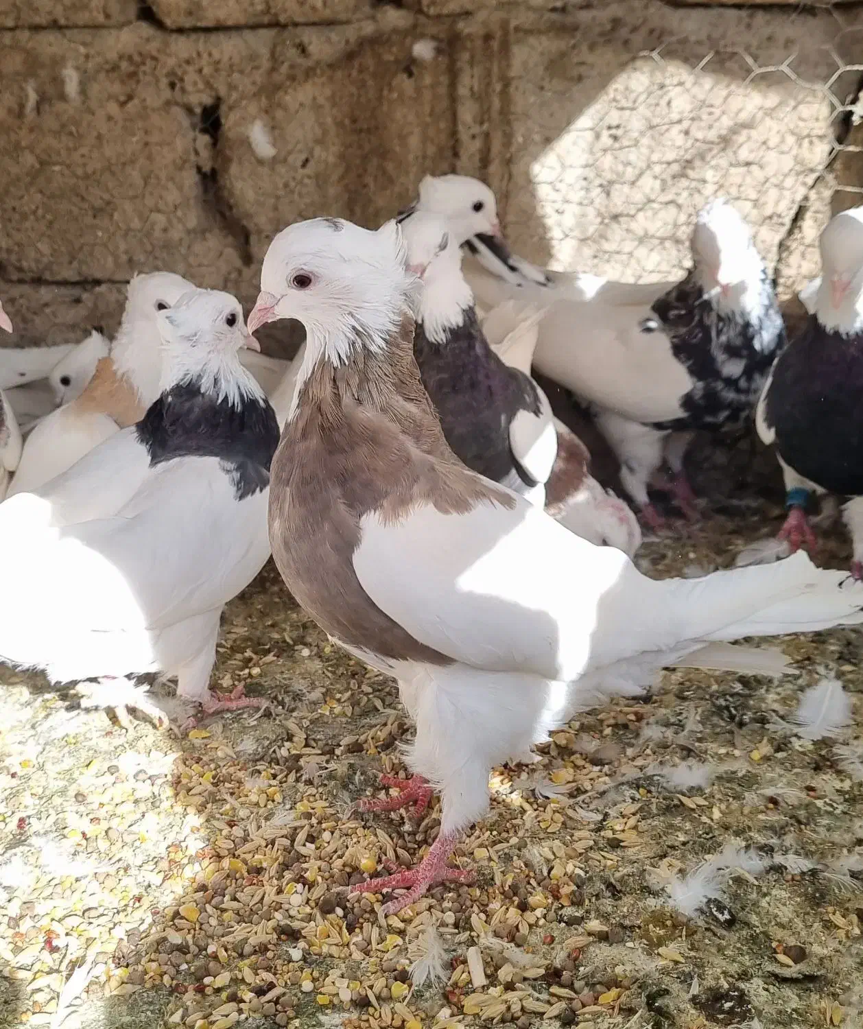 کبوتر طوقی|پرنده|مبارکه, |دیوار