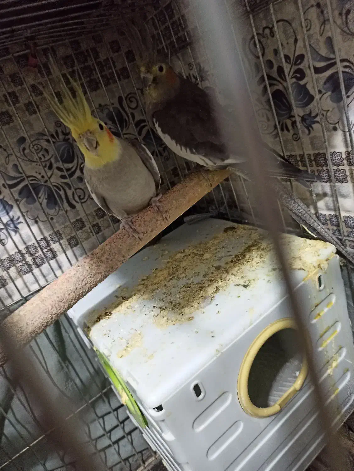 عروس هلندی مولد سخنگو|پرنده|خزل, |دیوار