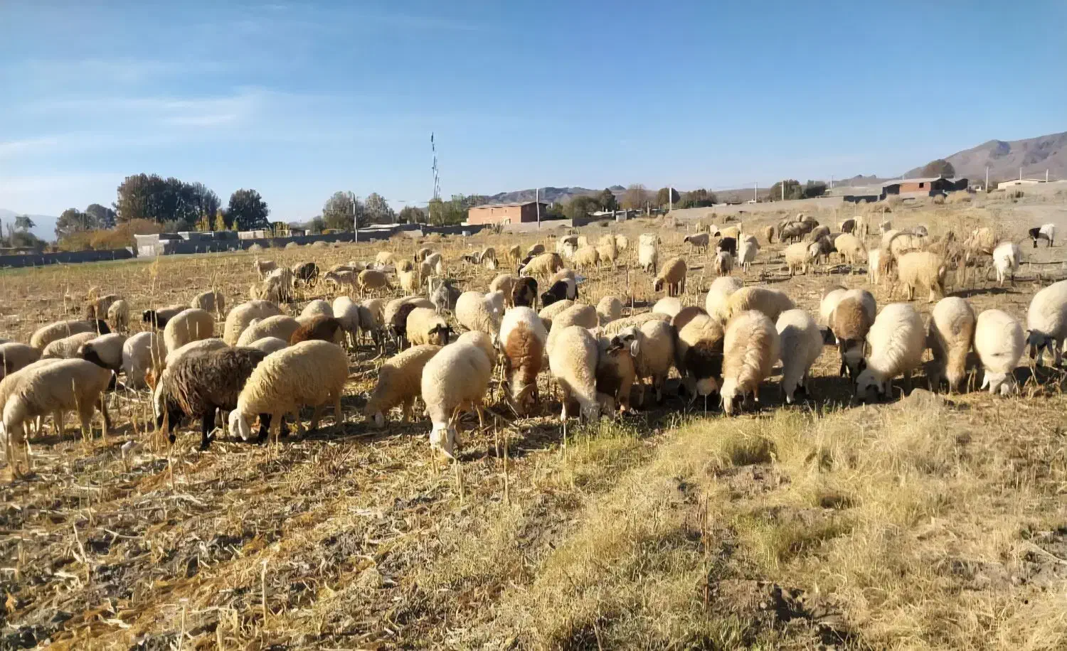 گوسفند ابستن|حیوانات مزرعه|ارزوئیه, |دیوار