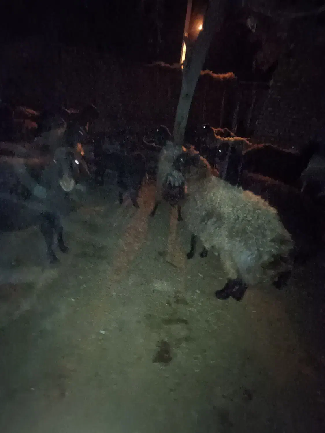 ۱۲رعس گوسفند جوان سر سینه دار|حیوانات مزرعه|طاغنکوه, |دیوار