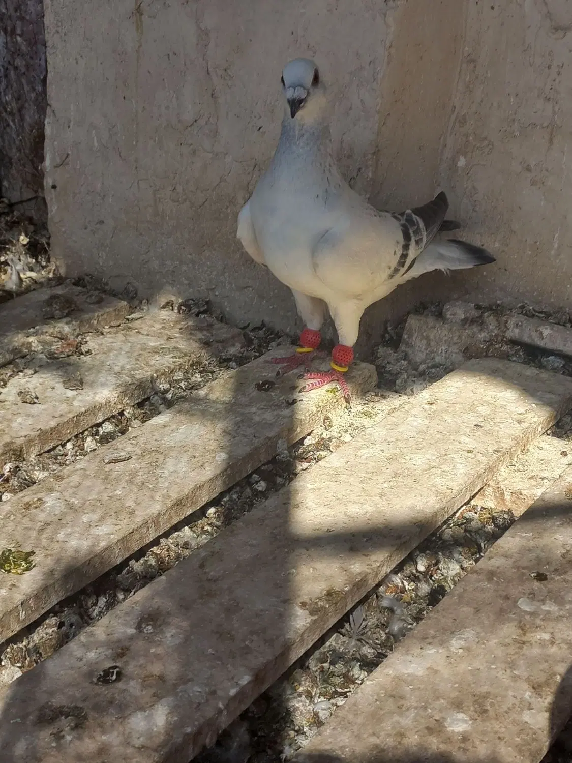 کفتر|پرنده|مشهد, تبادکان|دیوار