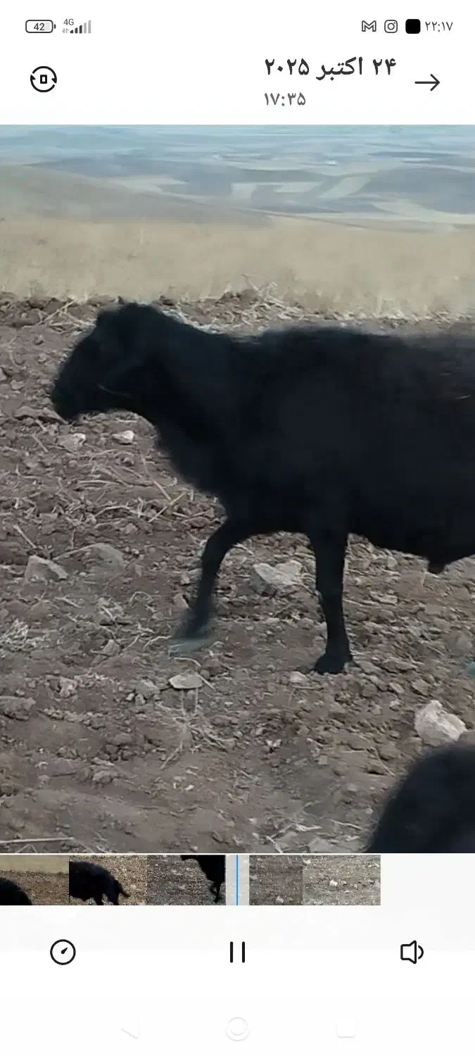 قوچ قره قزل|حیوانات مزرعه|قره پشتلو, |دیوار