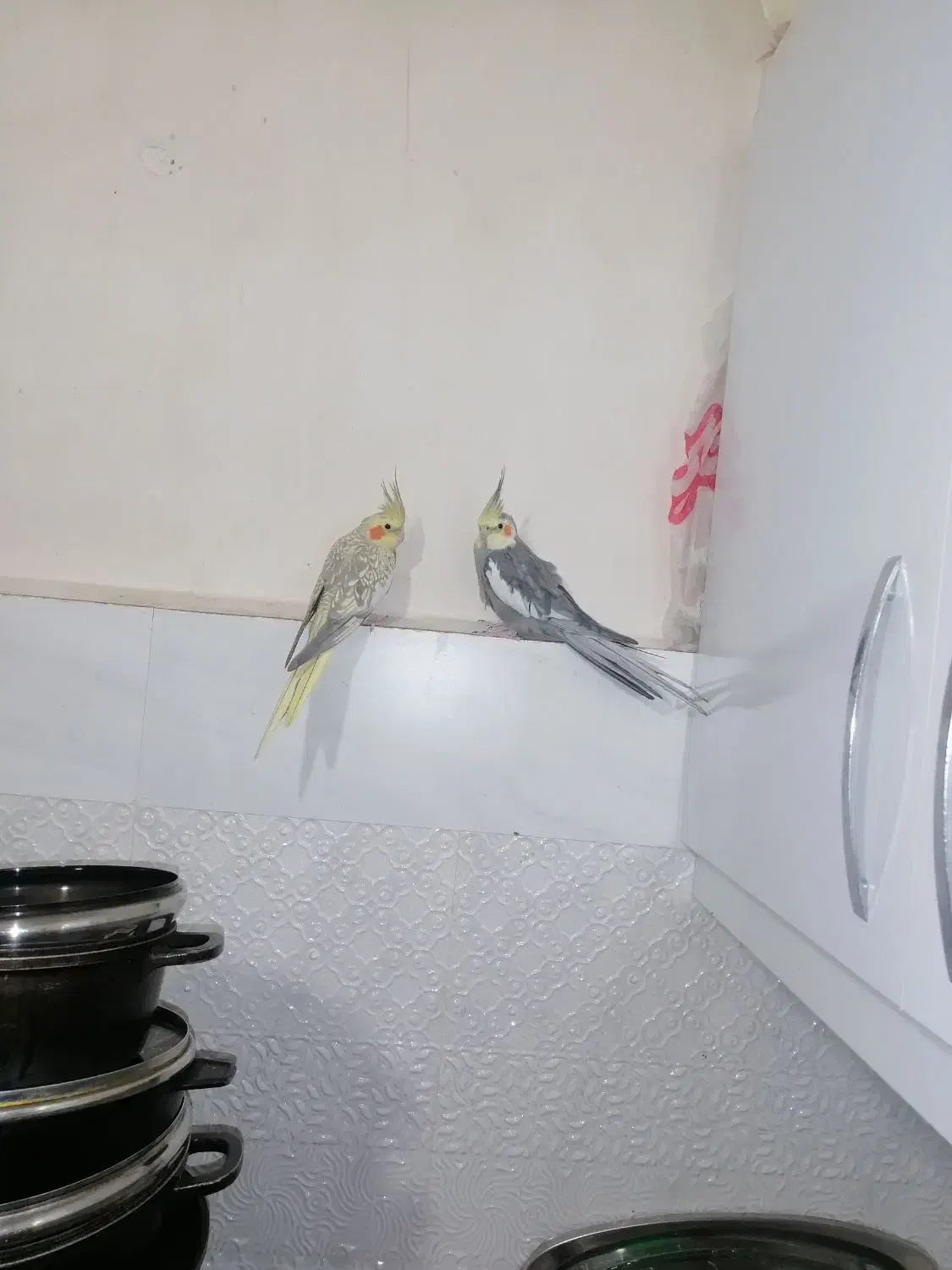 یک جفت عروس هلندی سالم و سرحال|پرنده|گلبهار, شهر جدید گلبهار|دیوار