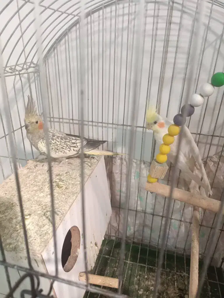 عروس هلندی|پرنده|قم, وادی السلام|دیوار