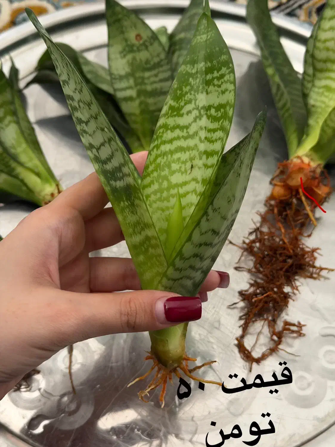 گل سانسوریا|گل و گیاه طبیعی|رشت, جهاد|دیوار