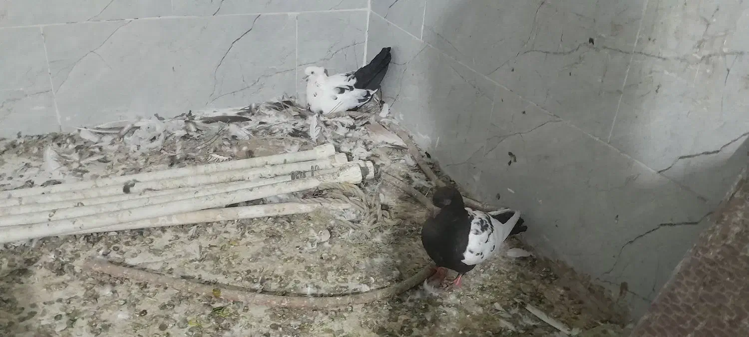 کبوتردمبی|پرنده|کارون, |دیوار