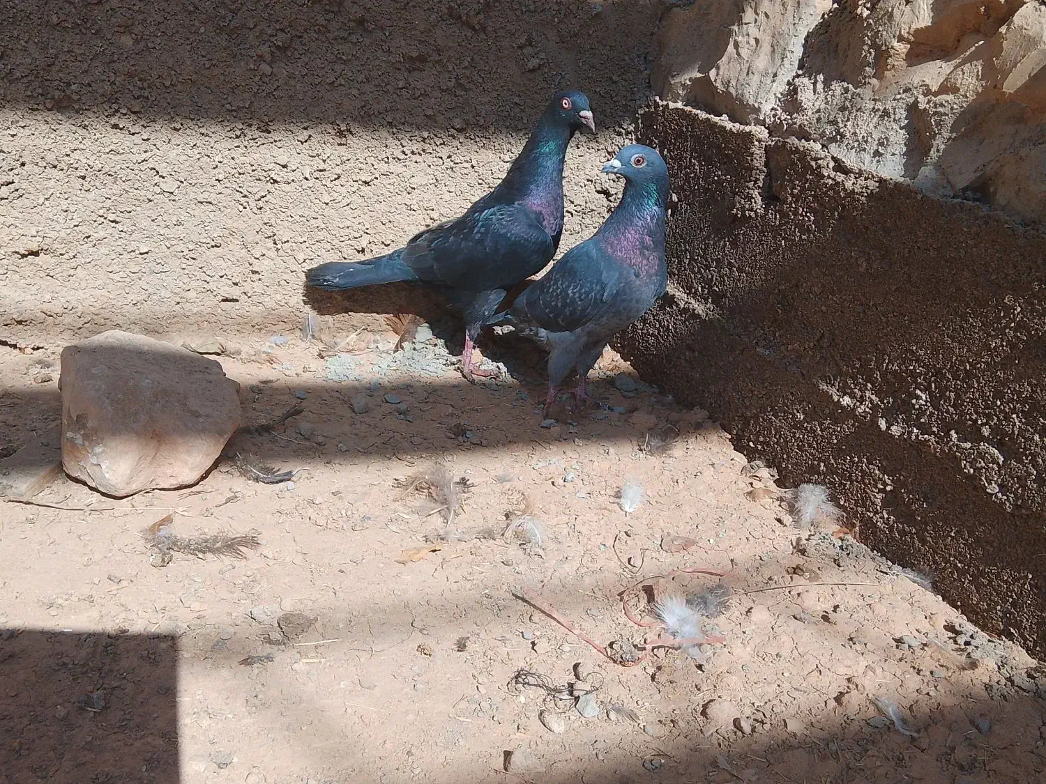 دو کبوتر نر و ماده درحال چو کشی در دینراک|پرنده|اندیکا, |دیوار