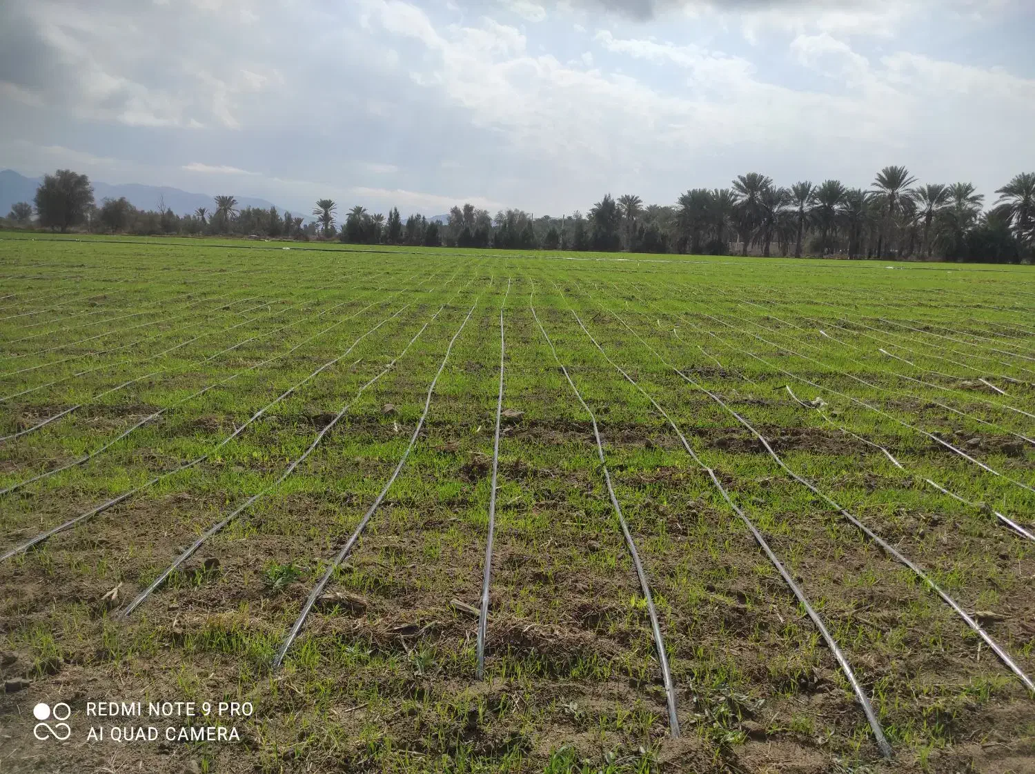 زمین کشاورزی|فروش زمین و ملک کلنگی|فاریاب, |دیوار