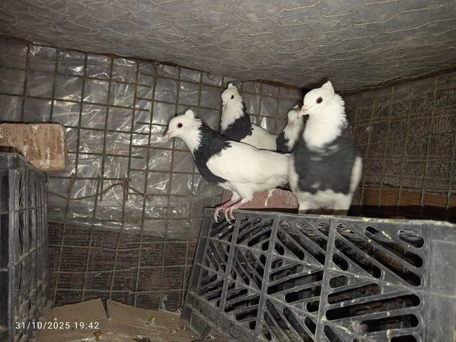 طوقی خوشگل|پرنده|خاش, |دیوار