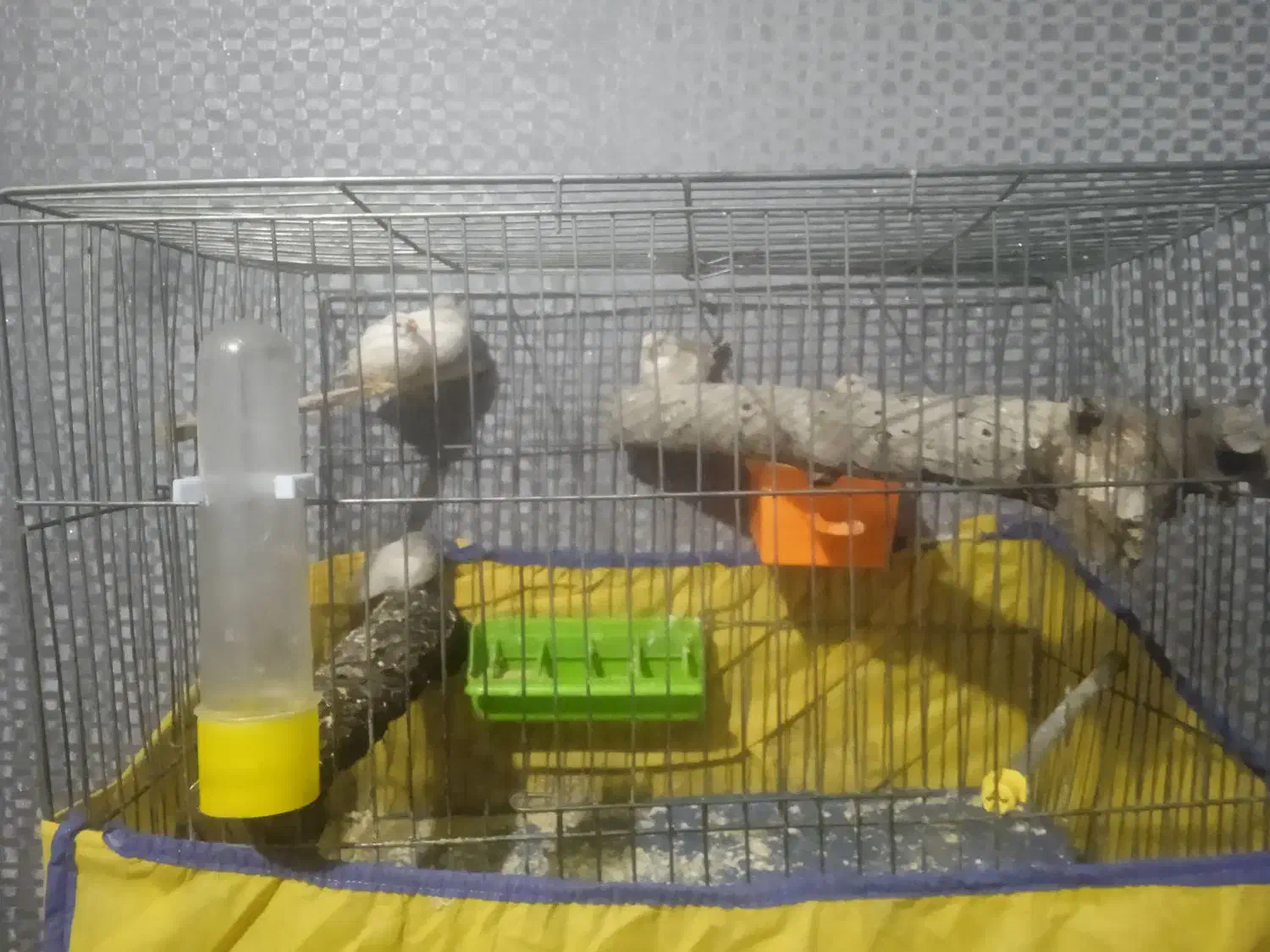 فنچ|پرنده|شهرکرد, |دیوار