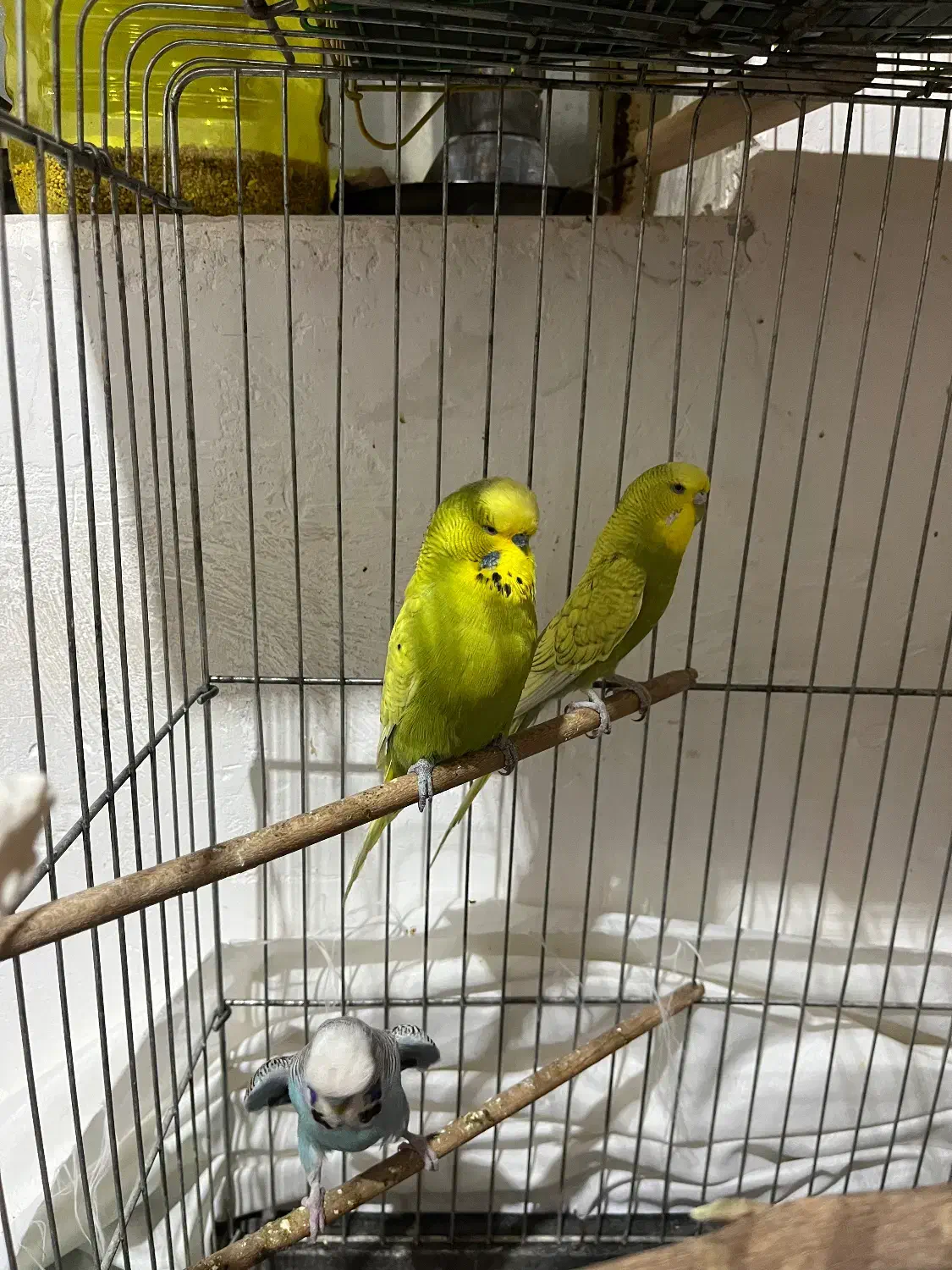 مرغ عشق انگلیسی (باجیگارد)|پرنده|دهلران, |دیوار