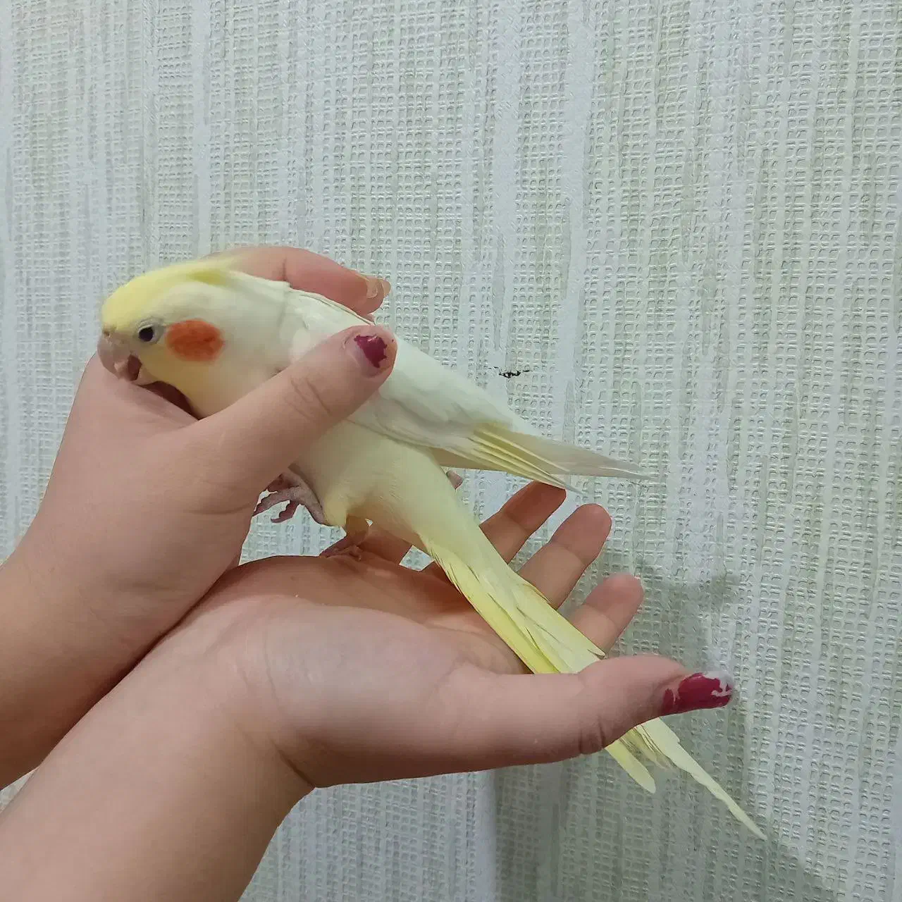 هلندی عروس|پرنده|قوچان, |دیوار